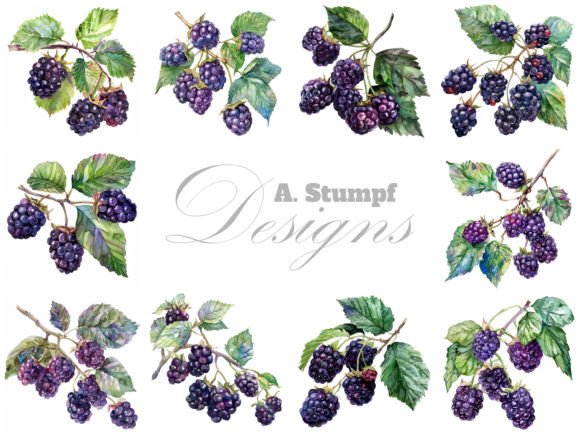 Blackberry Branch Watercolor Clipart Set: A Designer's Guide