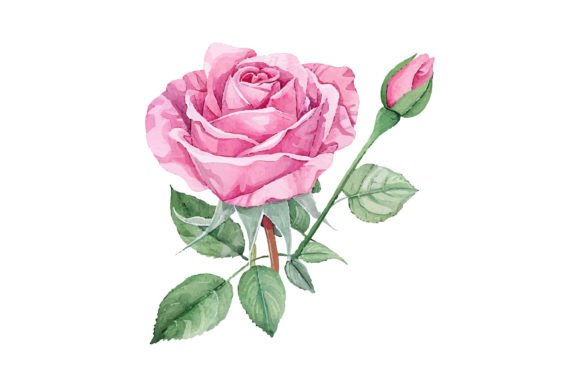Watercolor Romantic Pink Rose Flower: A Designer's Guide